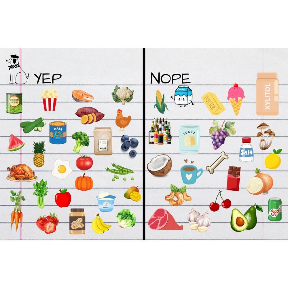 Dog Safe Foods Cheat Sheet Magnet